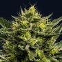 Wham Boom Auto Feminized Marijuana Strain by Anesia Seeds For Sale Online at Cannabis Seeds Outlet