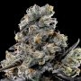 Anesia Seeds Violet Face Auto Smoke Buds Weed Ganja Skunk Dope Pot Images Pics Nuggets
