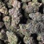 Violet Face Auto Feminized by Anesia Seeds THC Content Potency Strength CBD Height Yield Flowering Time Indica Sativa Genetics