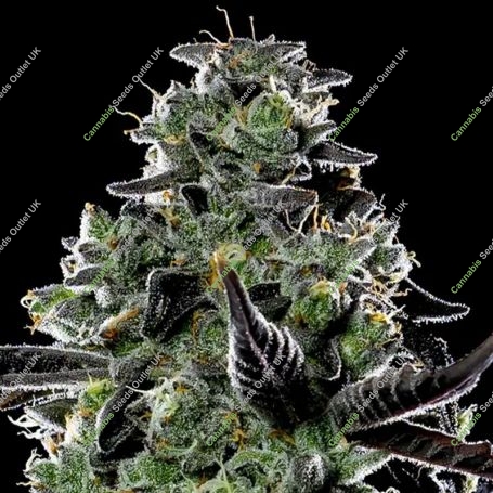 Violet Face Auto Feminized Marijuana Strain by Anesia Seeds For Sale Online at Cannabis Seeds Outlet