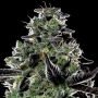 Violet Face Auto Feminized Marijuana Strain by Anesia Seeds For Sale Online at Cannabis Seeds Outlet