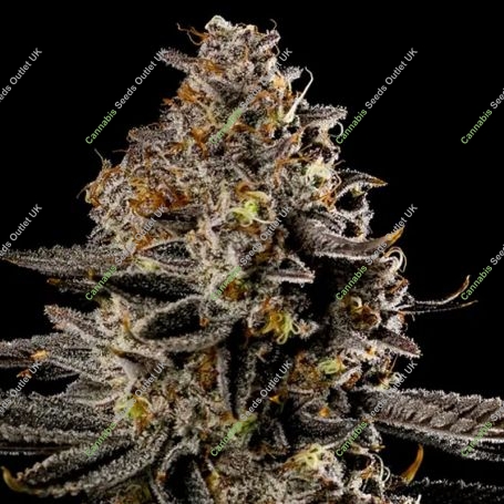 Smashberry Fumez Auto Feminized Marijuana Strain by Anesia Seeds For Sale Online at Cannabis Seeds Outlet