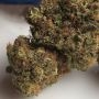 Anesia Seeds Frozen Face Auto Smoke Buds Weed Ganja Skunk Dope Pot Images Pics Nuggets