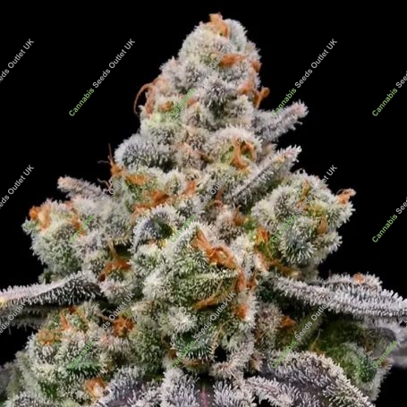 Frozen Face Auto Feminized Marijuana Strain by Anesia Seeds For Sale Online at Cannabis Seeds Outlet