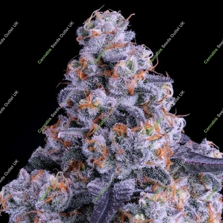 Epic Buzz Auto Feminized Marijuana Strain by Anesia Seeds For Sale Online at Cannabis Seeds Outlet