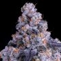 Epic Buzz Auto Feminized Marijuana Strain by Anesia Seeds For Sale Online at Cannabis Seeds Outlet