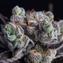 Anesia Seeds Epic Buzz Auto Smoke Buds Weed Ganja Skunk Dope Pot Images Pics Nuggets