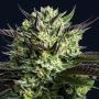 Wham Boom Feminized Marijuana Strain by Anesia Seeds For Sale Online at Cannabis Seeds Outlet