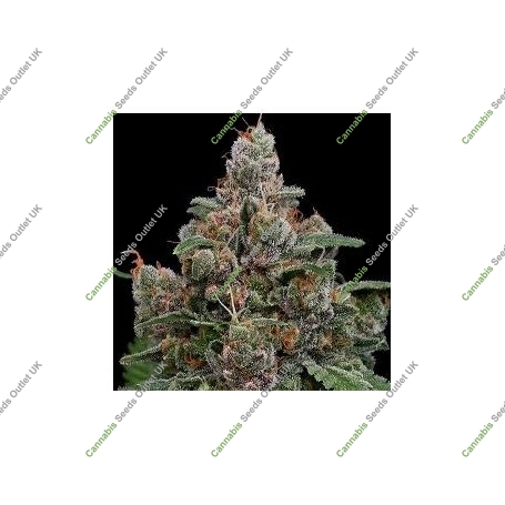 Sun of A Peach Feminized Marijuana Strain by Anesia Seeds For Sale Online at Cannabis Seeds Outlet