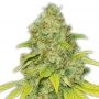 Skunk No1 Express Fast V Marijuana Strain by Our Own Weed Breeders For Sale Online at Cannabis Seeds Outlet