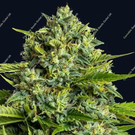 Sticky Boof Feminized Marijuana Strain by Anesia Seeds For Sale Online at Cannabis Seeds Outlet