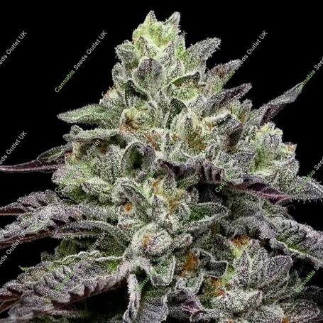 Smashberry Fumez Feminized Marijuana Strain by Anesia Seeds For Sale Online at Cannabis Seeds Outlet