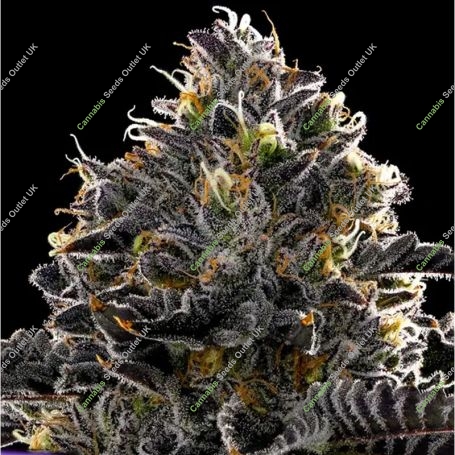 Purple Lobster Feminized Marijuana Strain by Anesia Seeds For Sale Online at Cannabis Seeds Outlet