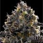 Purple Lobster Feminized Marijuana Strain by Anesia Seeds For Sale Online at Cannabis Seeds Outlet