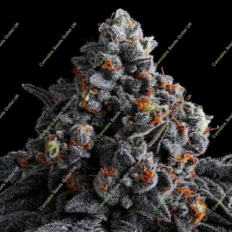 Indigo Sapphire Feminized Marijuana Strain by Anesia Seeds For Sale Online at Cannabis Seeds Outlet
