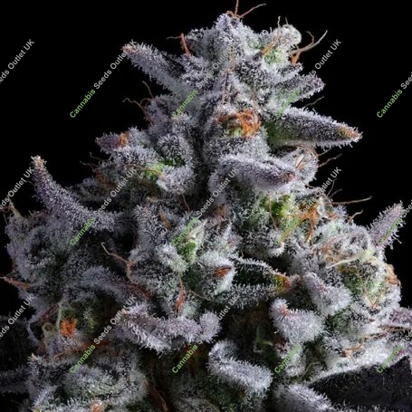 Elementz Feminized Marijuana Strain by Anesia Seeds For Sale Online at Cannabis Seeds Outlet