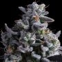 Elementz Feminized Marijuana Strain by Anesia Seeds For Sale Online at Cannabis Seeds Outlet