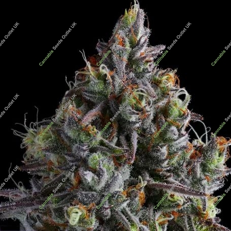 Coco Jambo Feminized Marijuana Strain by Anesia Seeds For Sale Online at Cannabis Seeds Outlet