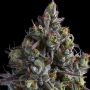 Coco Jambo Feminized Marijuana Strain by Anesia Seeds For Sale Online at Cannabis Seeds Outlet