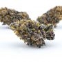 Anesia Seeds Coco Jambo Smoke Buds Weed Ganja Skunk Dope Pot Images Pics Nuggets