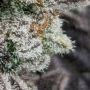Coco Jambo Feminized by Anesia Seeds THC Content Potency Strength CBD Height Yield Flowering Time Indica Sativa Genetics