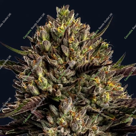 Chimera Cut Feminized Marijuana Strain by Anesia Seeds For Sale Online at Cannabis Seeds Outlet