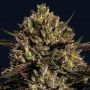 Chimera Cut Feminized Marijuana Strain by Anesia Seeds For Sale Online at Cannabis Seeds Outlet