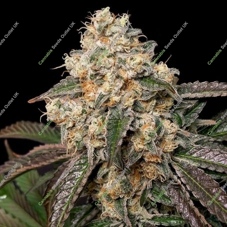 Forbidden Fruit Cake Auto Feminized Marijuana Strain by Advanced Seeds For Sale Online at Cannabis Seeds Outlet