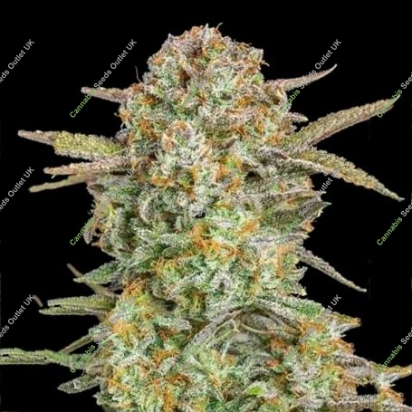 Bruce Banner XXL Auto Feminized Marijuana Strain by Advanced Seeds For Sale Online at Cannabis Seeds Outlet