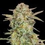 Bruce Banner XXL Auto Feminized Marijuana Strain by Advanced Seeds For Sale Online at Cannabis Seeds Outlet