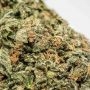 Bruce Banner XXL Auto Feminized by Advanced Seeds THC Content Potency Strength CBD Height Yield Flowering Time Indica Sativa Gen