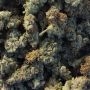 Advanced Seeds Bruce Banner XXL Auto Smoke Buds Weed Ganja Skunk Dope Pot Images Pics Nuggets