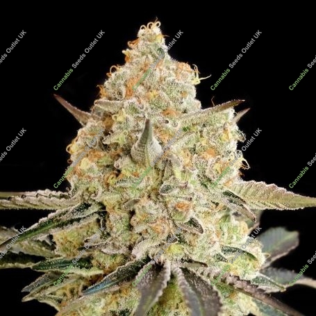 Apple Fritter Auto Feminized Marijuana Strain by Advanced Seeds For Sale Online at Cannabis Seeds Outlet