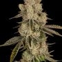 Advanced Seeds Lemon Bean Fast Smoke Buds Weed Ganja Skunk Dope Pot Images Pics Nuggets