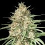 Lemon Bean Fast Feminized Marijuana Strain by Advanced Seeds For Sale Online at Cannabis Seeds Outlet
