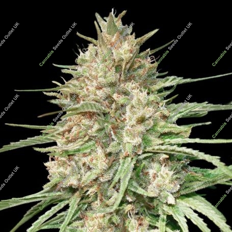 Lemon Bean Feminized Marijuana Strain by Advanced Seeds For Sale Online at Cannabis Seeds Outlet