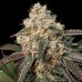 Forbidden Fruit Cake Feminized Marijuana Strain by Advanced Seeds For Sale Online at Cannabis Seeds Outlet
