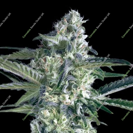 Critical Lemon Fast Feminized Marijuana Strain by Advanced Seeds For Sale Online at Cannabis Seeds Outlet