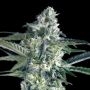 Critical Lemon Fast Feminized Marijuana Strain by Advanced Seeds For Sale Online at Cannabis Seeds Outlet