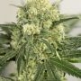 Critical Lemon Fast Feminized by Advanced Seeds THC Content Potency Strength CBD Height Yield Flowering Time Indica Sativa Genet