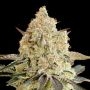 Apple Fritter Feminized Marijuana Strain by Advanced Seeds For Sale Online at Cannabis Seeds Outlet