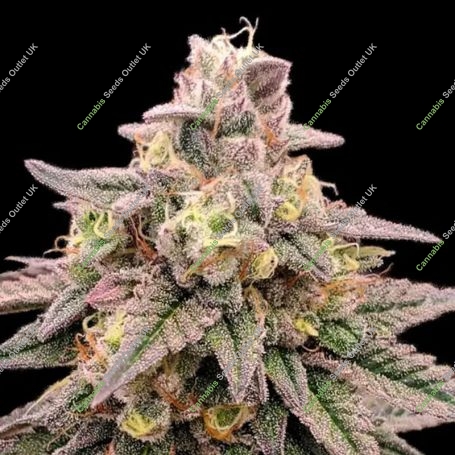 Animal Zookies Feminized Marijuana Strain by Advanced Seeds For Sale Online at Cannabis Seeds Outlet