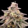 Animal Zookies Feminized Marijuana Strain by Advanced Seeds For Sale Online at Cannabis Seeds Outlet