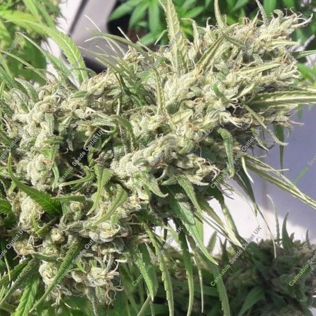 Oaxaca A5 Haze Feminized Marijuana Strain by Ace Seeds For Sale Online at Cannabis Seeds Outlet