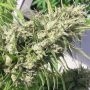 Oaxaca A5 Haze Feminized Marijuana Strain by Ace Seeds For Sale Online at Cannabis Seeds Outlet
