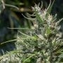 Ace Seeds Oaxaca A5 Haze Smoke Buds Weed Ganja Skunk Dope Pot Images Pics Nuggets