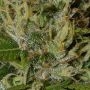 Oaxaca A5 Haze Feminized by Ace Seeds THC Content Potency Strength CBD Height Yield Flowering Time Indica Sativa Genetics