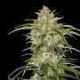 Fast Buds Sour Jealousy Auto Smoke Buds Weed Ganja Skunk Dope Pot Images Pics Nuggets