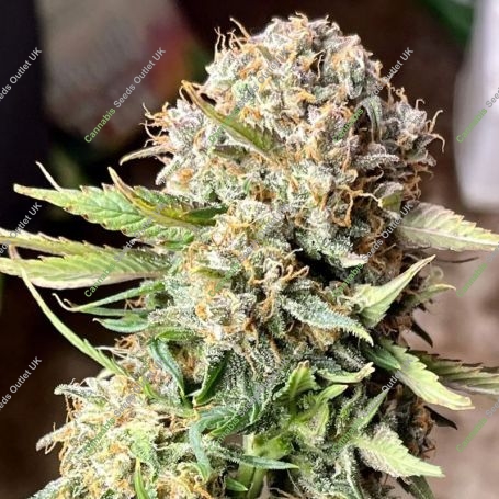 Sour Jealousy Auto Feminized Marijuana Strain by Fast Buds For Sale Online at Cannabis Seeds Outlet