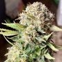 Sour Jealousy Auto Feminized Marijuana Strain by Fast Buds For Sale Online at Cannabis Seeds Outlet